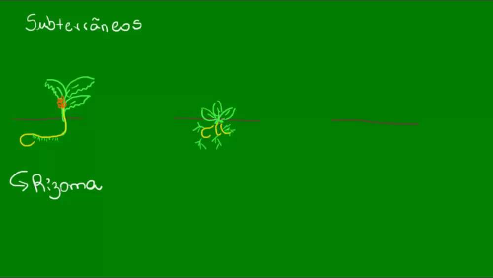 Caules subterrâneos - Botânica - Biologia
