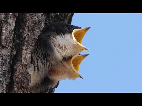 Tree Swallow's Secret Nesting Trick: Move into Woodpecker's home