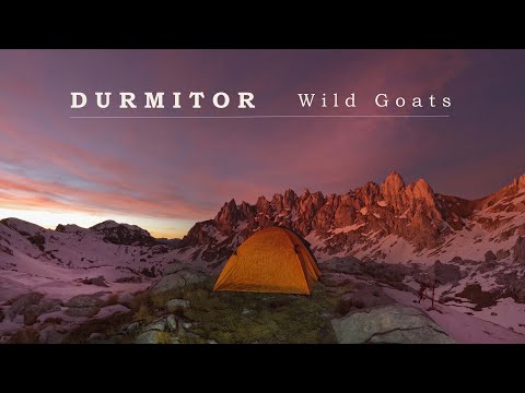 Durmitor - Wild goats