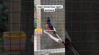 Download lagu Murai batu gacor isian kenari panjang mp3