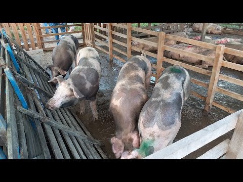 FEIRA DOS SUINOS EM CAMPINA GRANDE-PB 