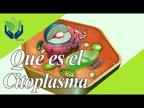 Cytoplasm: explanation and examples