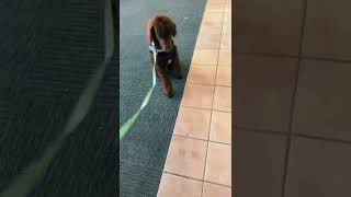 poodle dog standard videos :Service Dog Willow practicing drills at the mall! #servicedog #standard
