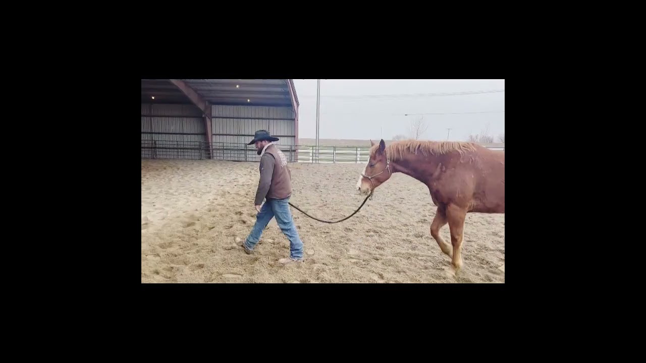 Colt Starter and Assistant Horse Trainer Certification Training