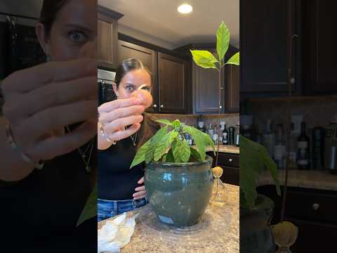 What’s the best way to grow an avocado seed? #plantcare #avocadoseed #seedgrown