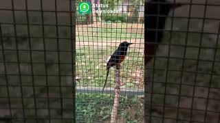 Download lagu Status wa suara burung terbagus mp3 Download lagu Status wa suara burung terbagus mp3