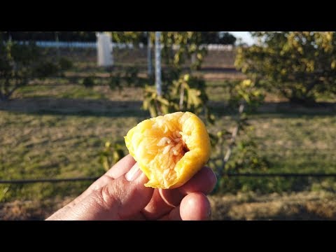 download lagu mp3 mp4 Calimyrna Fig Tree, download lagu Calimyrna Fig Tree gratis, unduh video klip Calimyrna Fig Tree