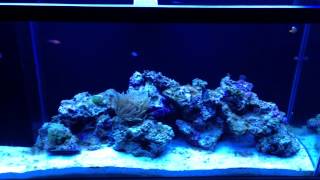 Buying your first salt water fish reef tank on craigslist PART 1 of 2