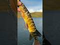 Video Thumbnail for Unstoppable Pike Swim Bait!! ￼