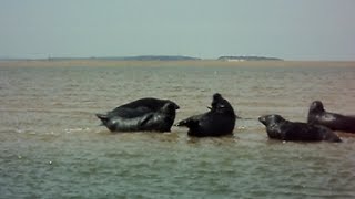 preview picture of video 'Blakeney Point Seals'