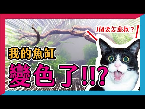 魚缸綠水好嗎