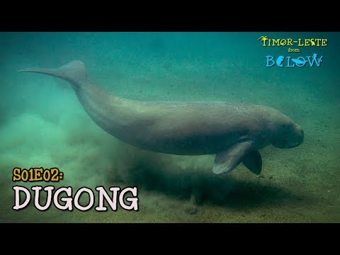 Dugong: Diving in Dili [4K] | Timor-Leste from Below (S01E02) | SZtv