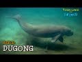 Dili and the Dugong: Search for the Siren Sea Cow | Timor-Leste from Below (S01E02) | SZtv