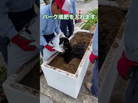  4月下旬の霜から植物を守るにはどうすればよいですか？若い植物を保存するための効果的な方法  庭園