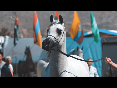 🔸 ALJASSIMYA FARM 🔸 Championships Contender, ARABIAN BREEDERS WORLD CUP 2022