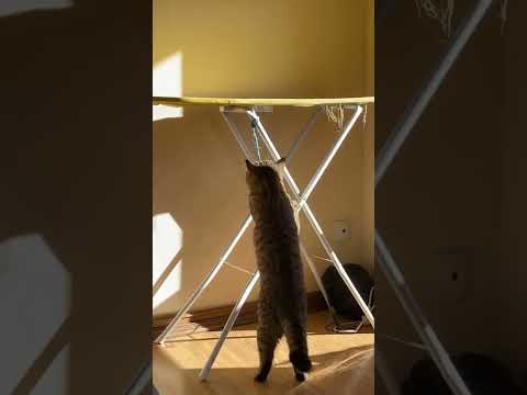 Cat and church bell 🔔