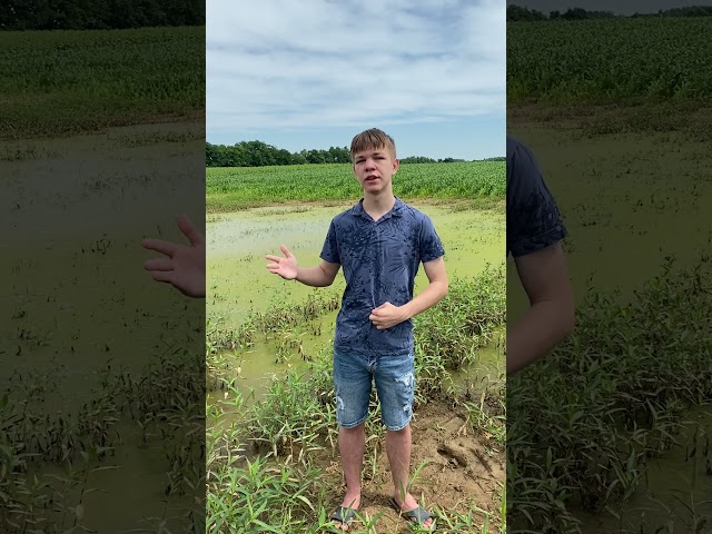 Biorefinery of phosphorus from eutrophic water: A circular economy approach