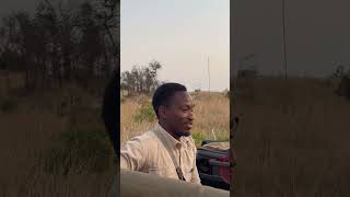 Download lagu A lion love triangle | andBeyond Phinda | WILDwatch mp3