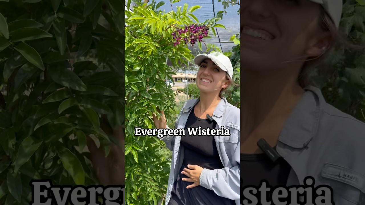 Evergreen Wisteria Care & Growing Tips