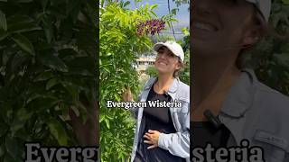 Evergreen Wisteria Care & Growing Tips