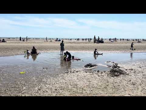 Camber sands beach who is screaming ?