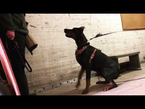 European Doberman Daz has HIGH PREY DRIVE at 14 month old