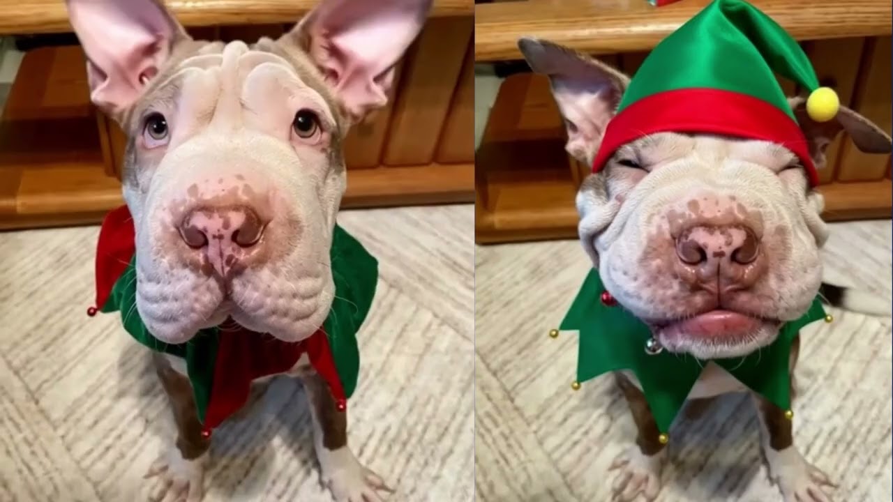 Enlarge SWEET PEITATOE (TATIE), a ADOPTABLE Shar-Pei in Fort Lauderdale , FL video 5/6