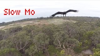 (Slow-Mo) 2m Wedge-Tailed Eagle takes down Drone - Australia (Eagle is Fine)