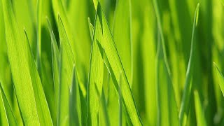 Endophytes : Bons et mauvais locataires