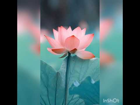 Miraste tu - John Eli