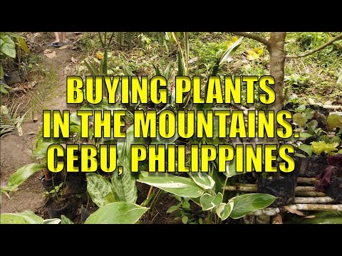 Buying Plants In The Mountains. Cebu, Philippines.
