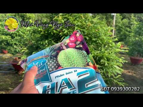 How to use 10-60-10 twice to effectively create buds for apricot trees