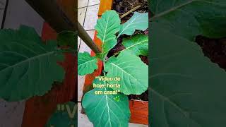 # Hortoemcasa!"🥬🍃
