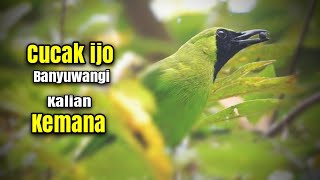 Download lagu Getting to know Banyuwangi's Cucak Ijo - Sought After Since Competition #cucakijo mp3