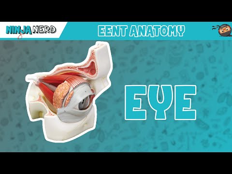 Special Senses Eye Anatomy with Extraocular Muscles Model