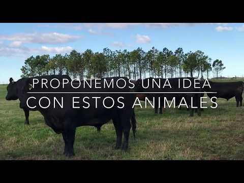 Toros Angus y Murray Grey-Genética del Este 2017