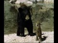 Jaguar Cub Vs Black Bear 