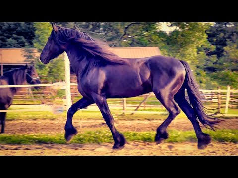 , title : '2 HOURS of AMAZING HORSES From Around the World | Relaxing Music and Stress Relief