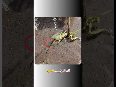 حيوانات في لحظات متتصدقش اتصورت بالكميرا