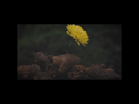 MPNZ & PNASEN - Faxen im Land (prod. by RW)