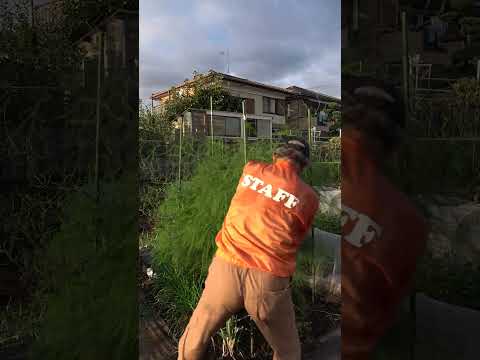 園芸 ピレネーオルニソゲール、食用アスパラガス