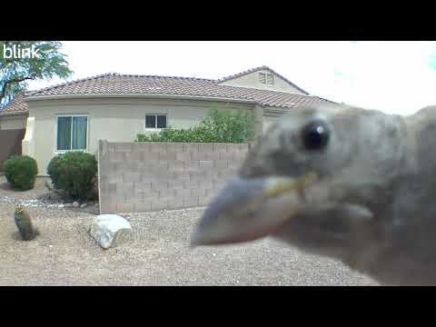 Bird Staring At Camera