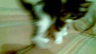 preview picture of video 'Siderno: 4 Gattini che cercano un padrone...'