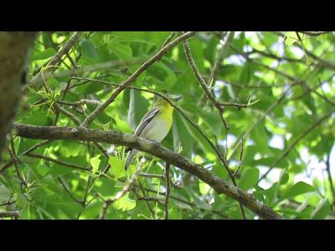 Vireo žltohrdlý (Vireo flavifrons) — spev a hlas v prírode