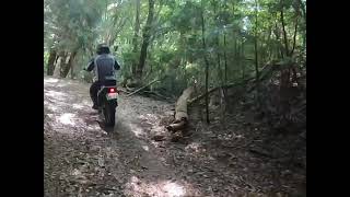 松平林道を散策