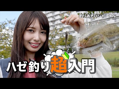 ハゼ科について詳しく解説