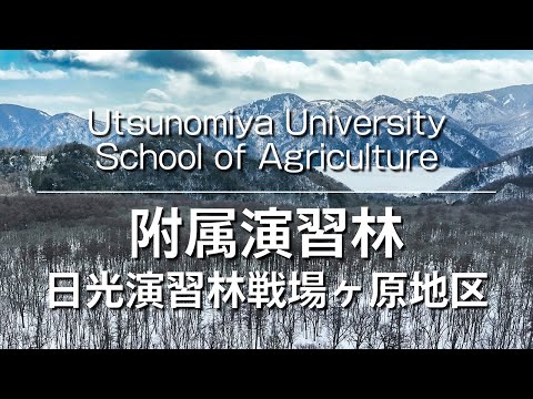 宇都宮大学農学部附属演習林 日光演習林戦場ヶ原地区〔ドローン空撮動画〕 Drone footage of Nikko Forests, Utsunomiya University