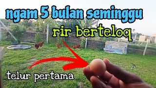 Download lagu [Episod1148] hari gembira. RIR dah mula bertelur selepas 5 bulan bela mp3