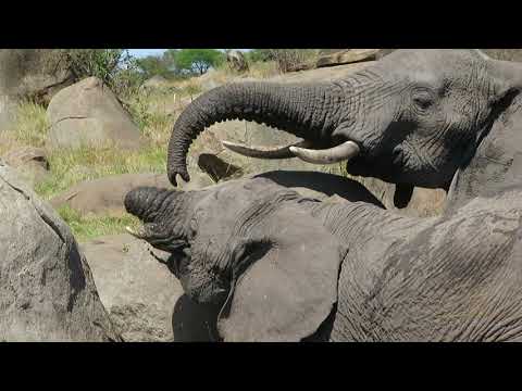 Elephant with short trunk drinking water