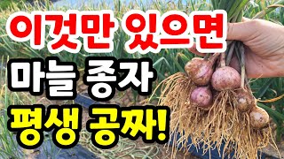 마늘수확시기 주아만 있으면 마늘종자 평생공짜.더 크기전에 미리 수확했어요.홍산마늘 수확시기/ 주아채취